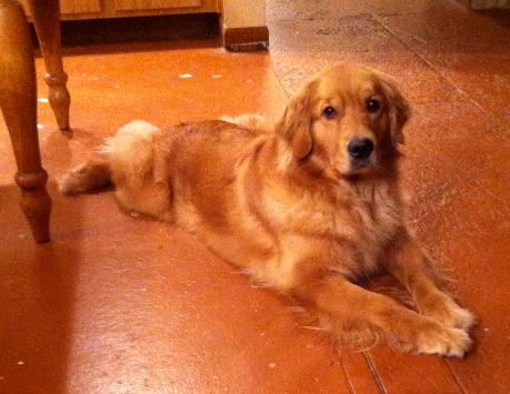 sonshine golden retrievers sonshine golden retrievers sonshine golden retrievers sonshine golden retrievers